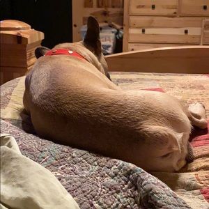 Meet your Posher, Rosie